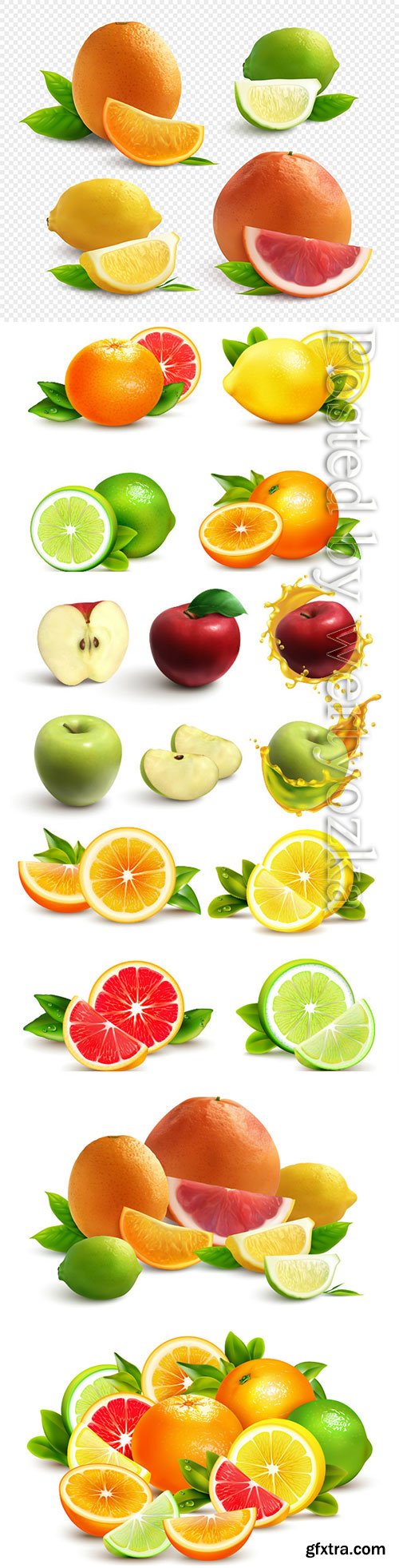 Citrus fruits vector illustration