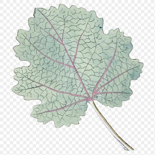 Hand drawn green leaf transparent png - 2094426