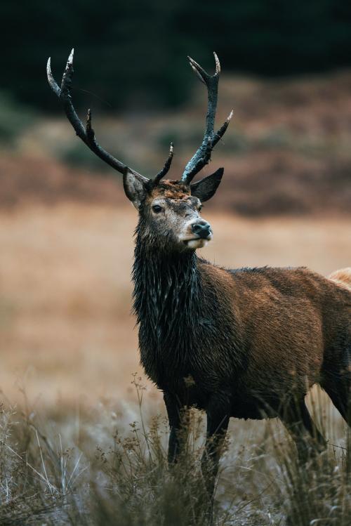 Wild deer with beautiful large antlers - 2097916