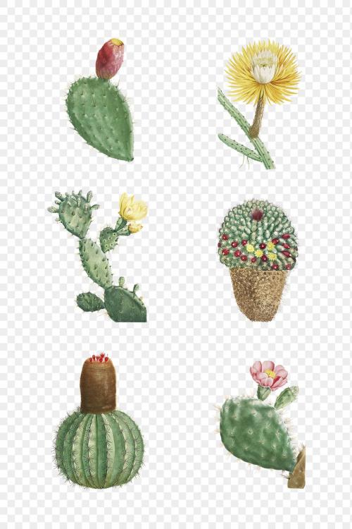 Set of succulents and cacti transparent png - 2108205