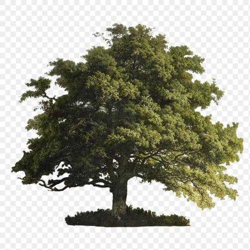 Vintage oak tree illustration transparent png - 2109268