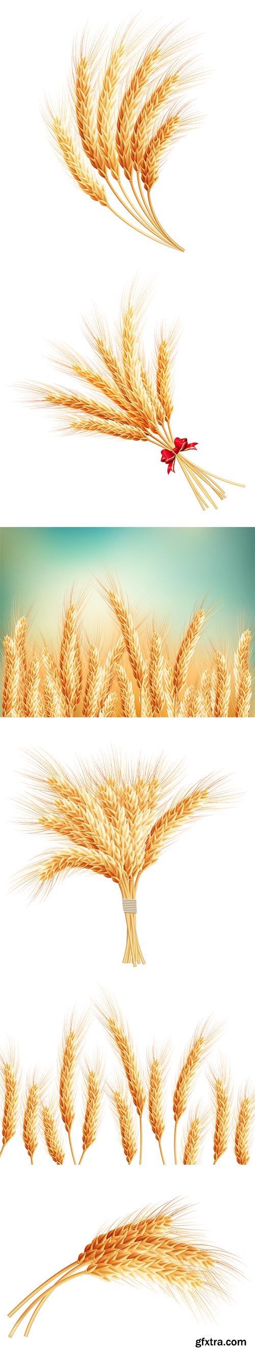 Wheat Ears Isolated