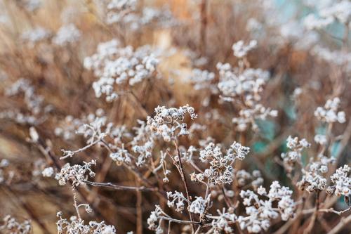 Frosty wildflower buds in winter textured background - 2255398