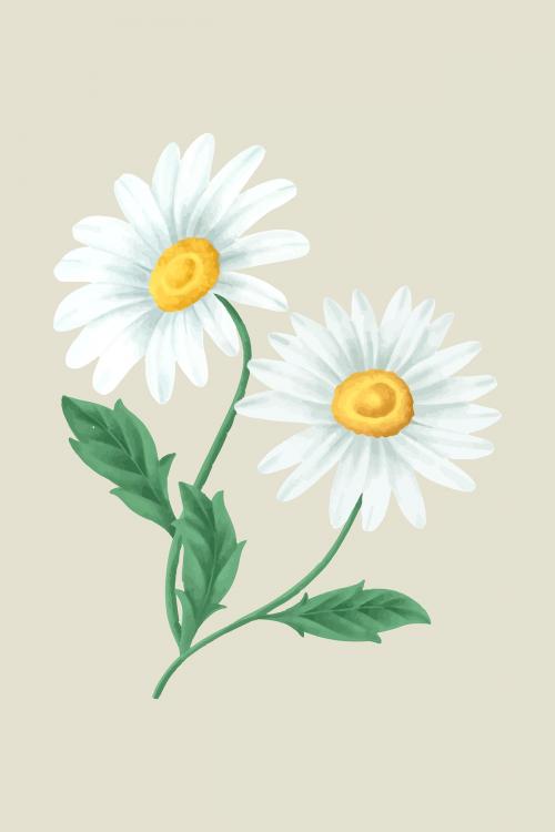 Vintage daisy flower vector - 2091286