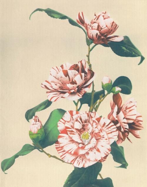 Striped Camellias vintage illustration artwork, remix from orginal photography. - 2269649