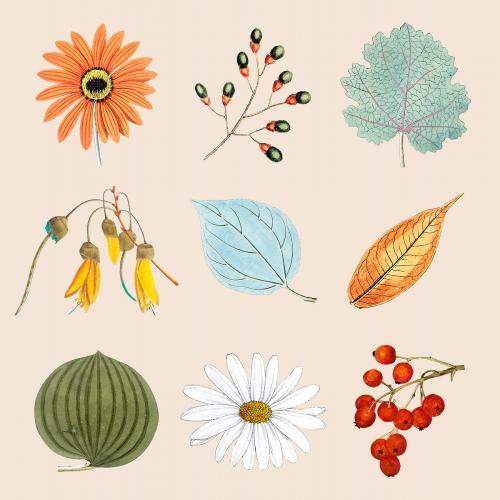 Mixed flowers and leaves set vector - 2094585