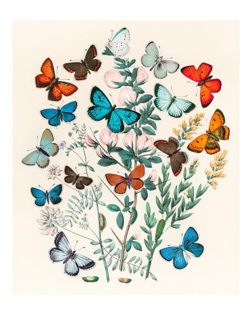 Butterflies and moths fluttering over flowers vintage illustration wall art print and poster design remix from original artwork. - 2270075