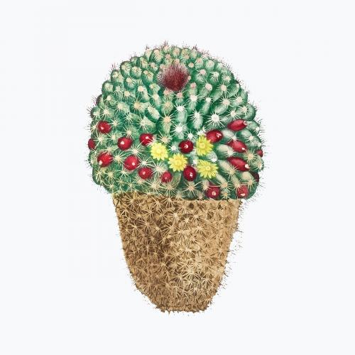 Vintage Cactus Mammillaria vector - 2095812