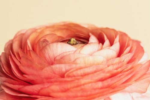 Orange buttercup flower with curves and layers macro shot - 2271182