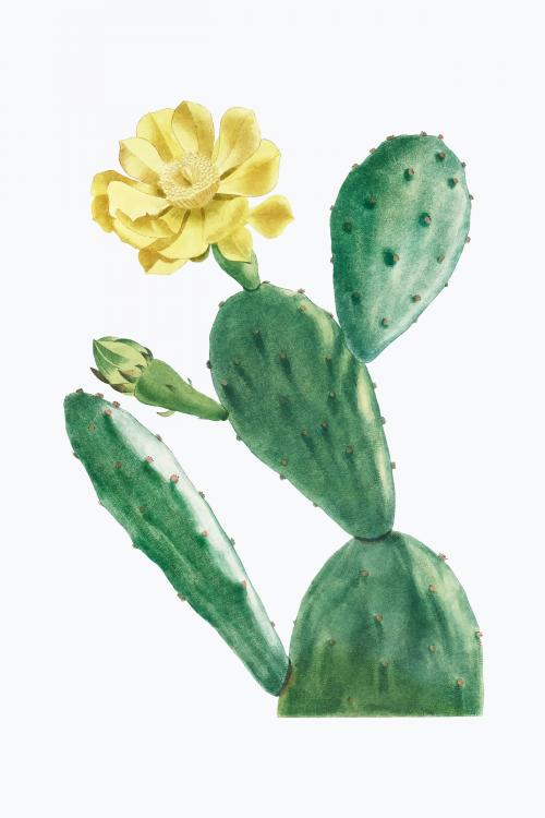 Vintage Cactus Opuntia vector - 2096298