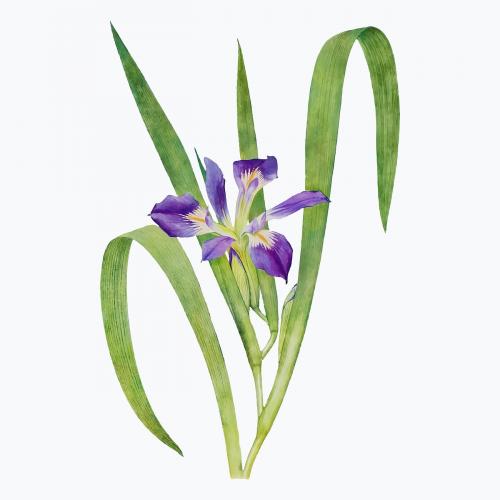 Vintage Iris flower illustration vector - 2098140