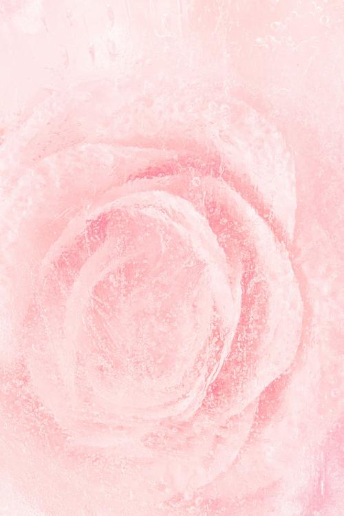 Pink blooming rose flower background - 2279828