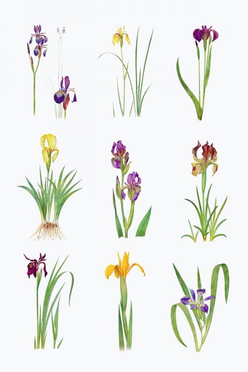 Vintage Iris flower illustration collection vector - 2108706