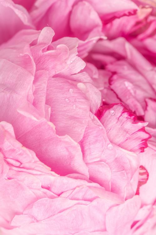 Pink peony petals macro photography background - 2293651