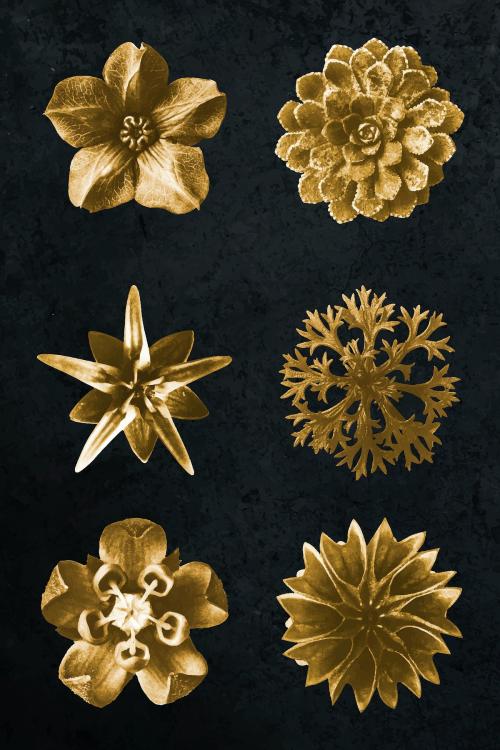 Gold monochrome flower photography set on black background vector - 2225547