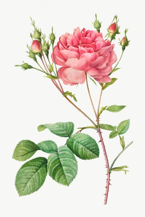 Vintage Rosa Centifolia Anglica Rubra vector - 2227999