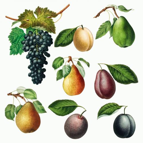 Set of grape, pears and plums illustration vector - 2270783