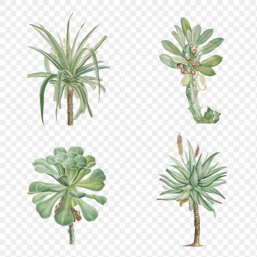 Set of succulents and cacti transparent png - 2108152