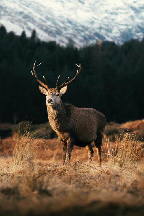 Wild deer with beautiful large antlers - 2221679