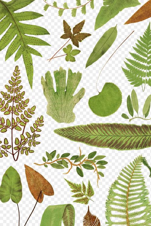 Various fern leaves transparent png - 2251152