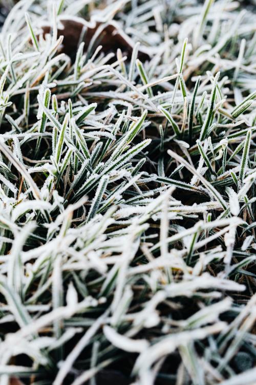 Grass covered in frost textured background - 2255389