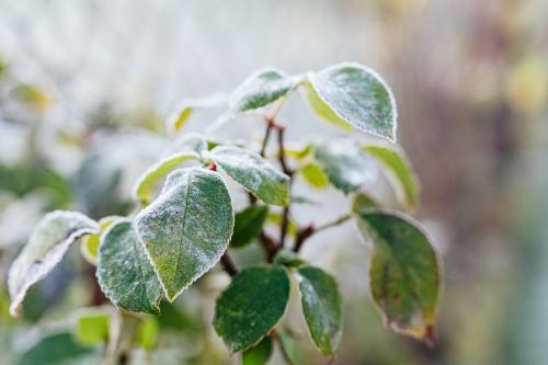 Frozen leaves in winter weather - 2255412