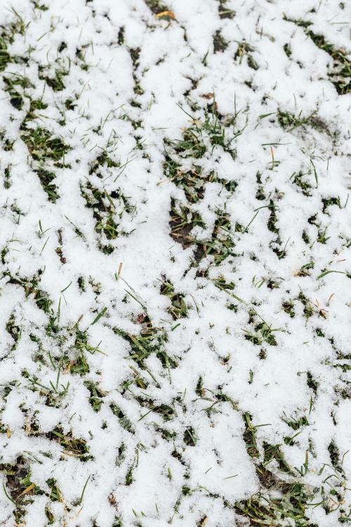 Snow covered green lawn background - 2255763