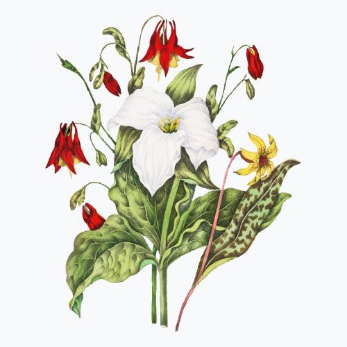 Yellow Adders Tongue, Large White Trillium, and Wild Columbine flower bouquet vector - 2091479