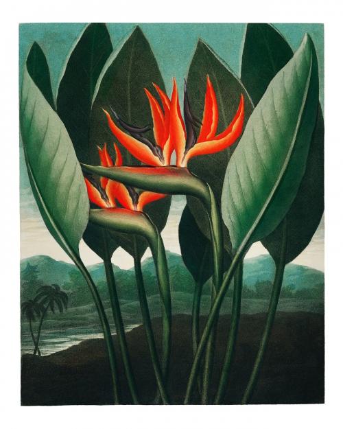 Bird of paradise flowers vintage illustration wall art print and poster design remix from the original artwork. - 2267250