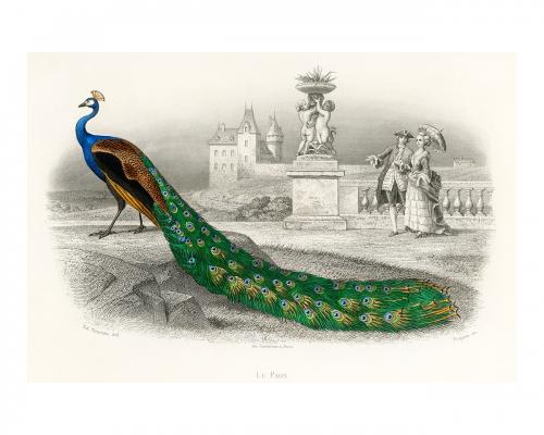 Majestically colored portrait of a peacock vintage illustration wall art print and poster design remix from original artwork. - 2267366