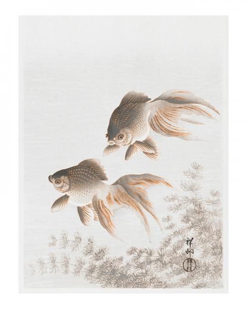 Veiltail goldfish vintage illustration wall art print and poster design remix from original artwork. - 2270003