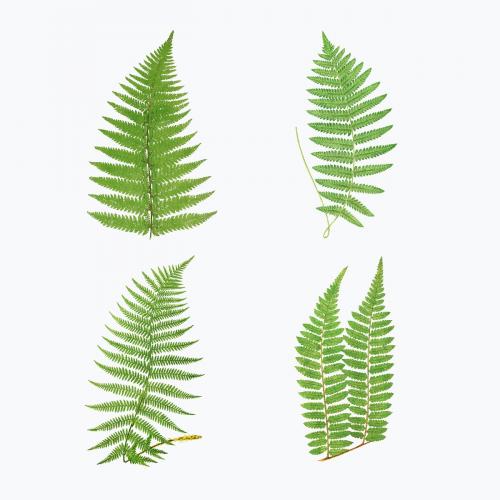 Set of vintage fern leaves vector - 2095992