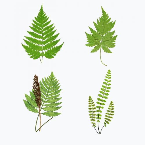 Set of vintage fern leaves vector - 2095997