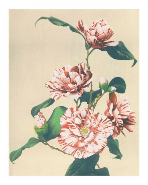 Striped Camellias vintage illustration artwork, remix from original photography. - 2271268