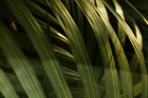 Tropical palm leaf close up - 2273400