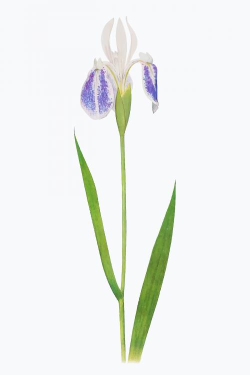 Vintage Iris flower illustration vector - 2100294