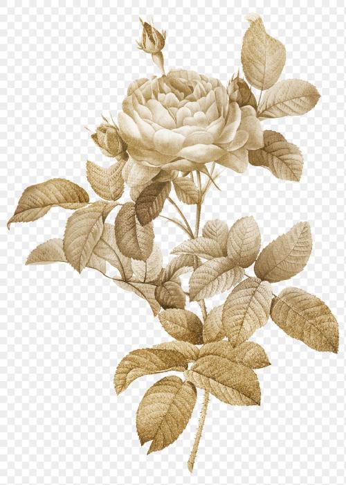 Golden rose vintage illustration transparent png design remix from original artwork by Pierre-Joseph Redouté. - 2274273