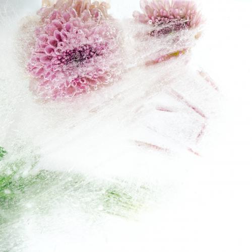 Beautiful pink chrysanthemum flowers and leaves frozen in ice with air bubbles - 2279935