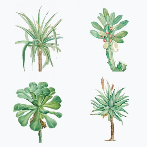 Vector set of succulents and cacti - 2108140