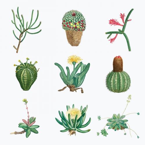 Vector set of succulents and cacti - 2108197