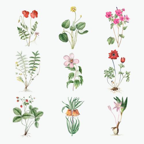 Set of blooming flowers vector - 2108369