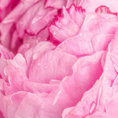 Pink rose petals macro photography background - 2293649