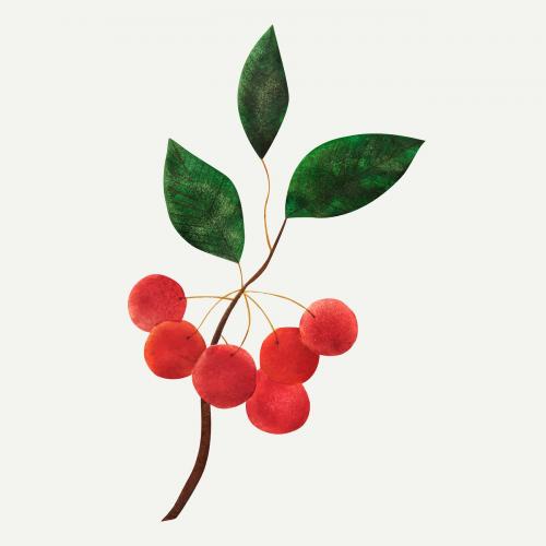 Siberian apple vintage illustration vector - 2208216