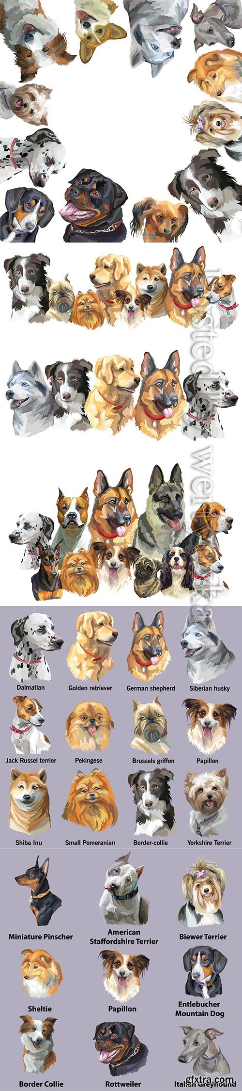 Set of portraits of dog breeds