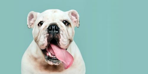 Adorable white Bulldog puppy portrait social banner - 2024754