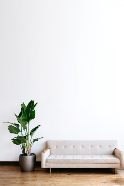 Modern beige fabric couch and plant in living room - 2033984