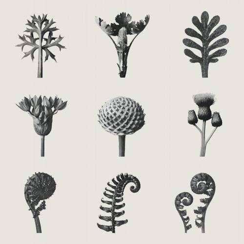 Black and white macro plant photography set vector - 2225160