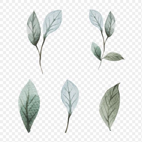 Hand painted watercolor leaves transparent png set - 2037234