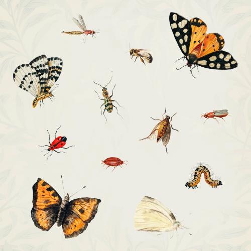 Vintage Butterfly and insect set illustration vector - 2229544