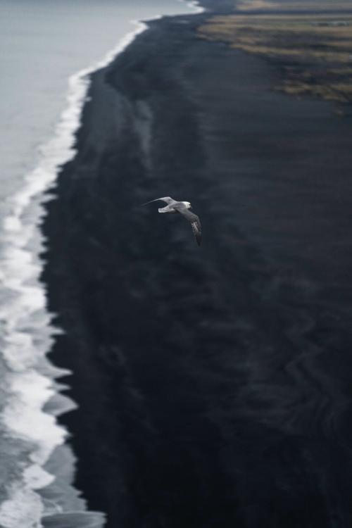 Arctic tern flying over Dyrhólaey, south coast of Iceland - 2041485